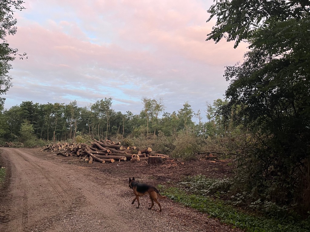 ‘GOLOSJEK’ STABALA Mještani se pitaju: Zbog čega se ruše stabla u ‘Martici’? Istražili smo, evo odgovora