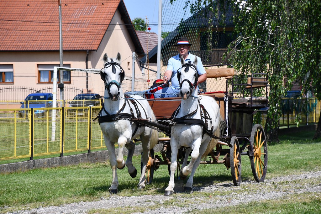 VIDEO I FOTO Međunarodno konjičko druženje okupilo brojne uzgajivače konja iz SZ Hrvatske te Slovenije i Austrije