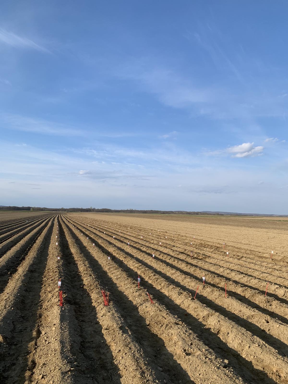 Tomislav Nikolina Filipović Tomislav Nikolina Filipović