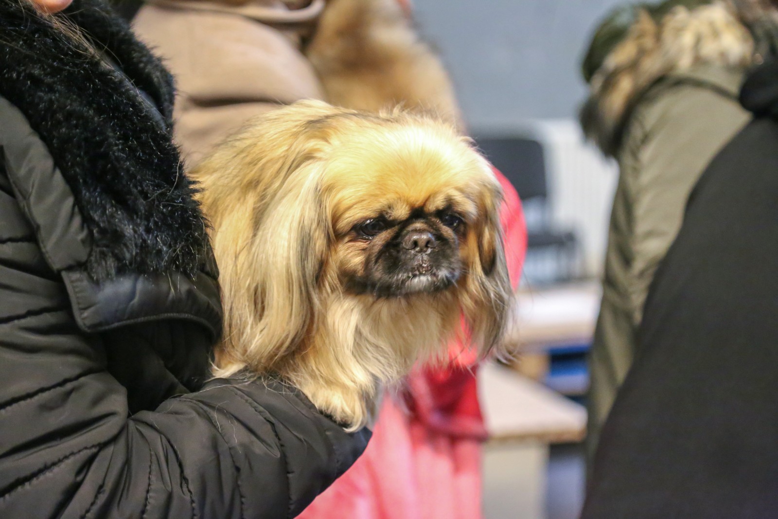 Humanitarno fotkanje s ljubimcima za pomoć azilu Prijatelji Čakovec