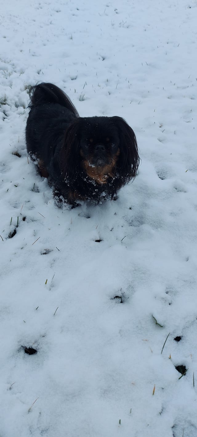 Kućni ljubimci vole snijeg