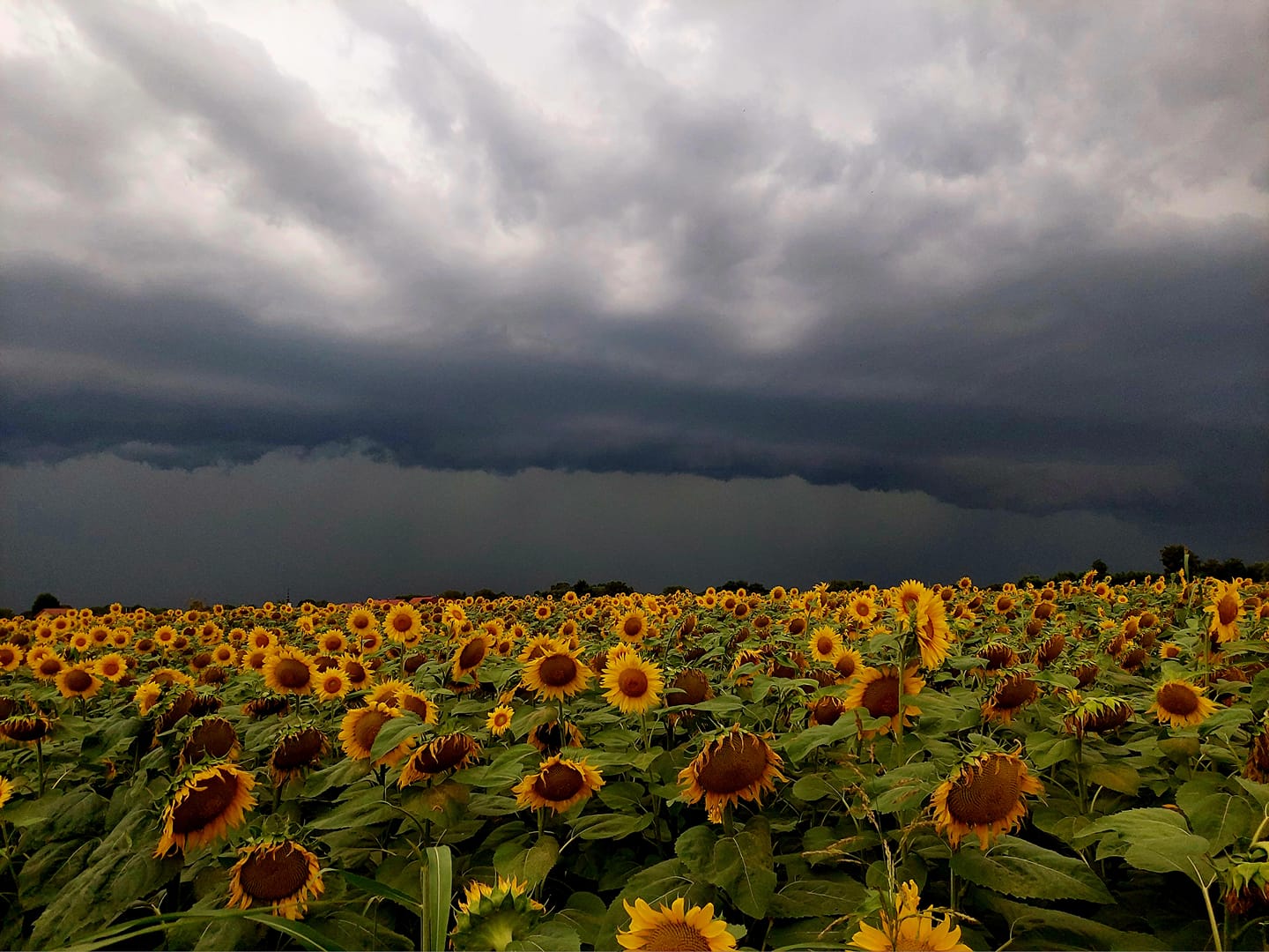 Olujno nevrijeme u Međimurju