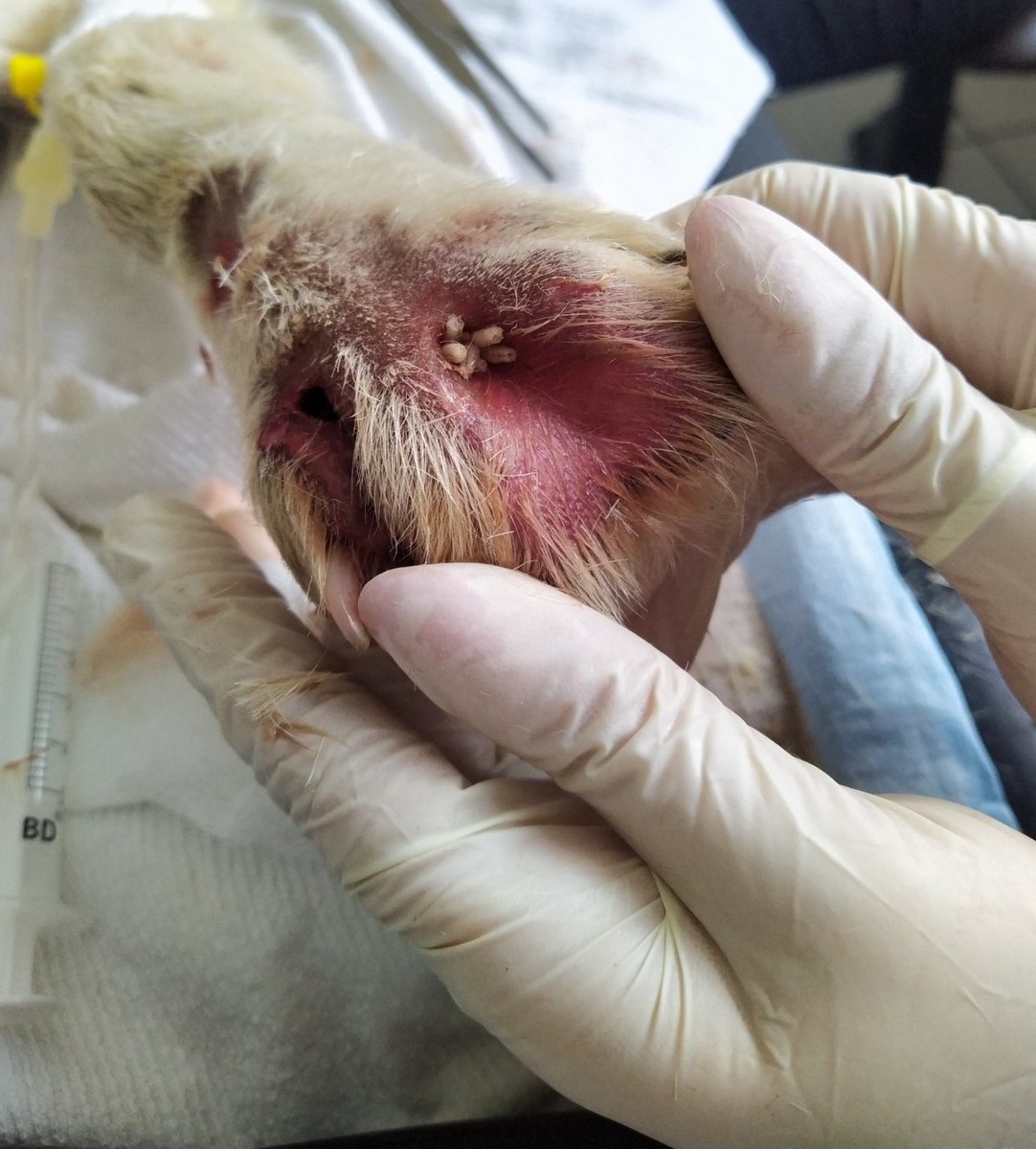 UZNEMIRUJUĆE FOTOGRAFIJE ‘Dokle će trajati patnja pasa u romskim naseljima Međimurja?’