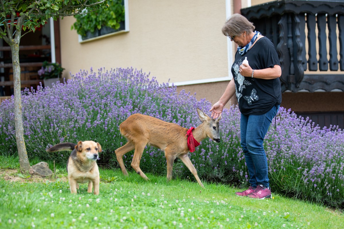 DIRLJIVA PRIČA Ivanka je prošle godine spasila polumrtvo lane. Danas je ono sretno u njezinom dvorištu