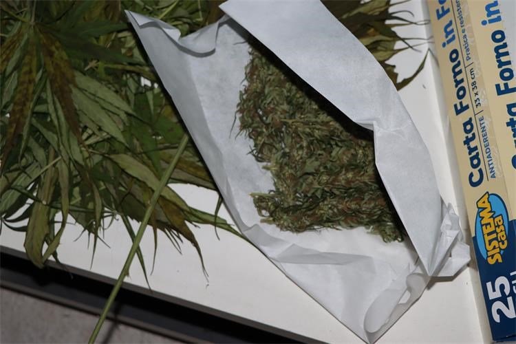 PEKLENICA 36-godišnjak kod kuće uzgajao marihuanu, policija ga kazneno prijavila