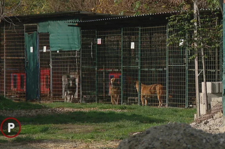 63201114-pas-iz-sklonista-za-zivotinje-cakovec