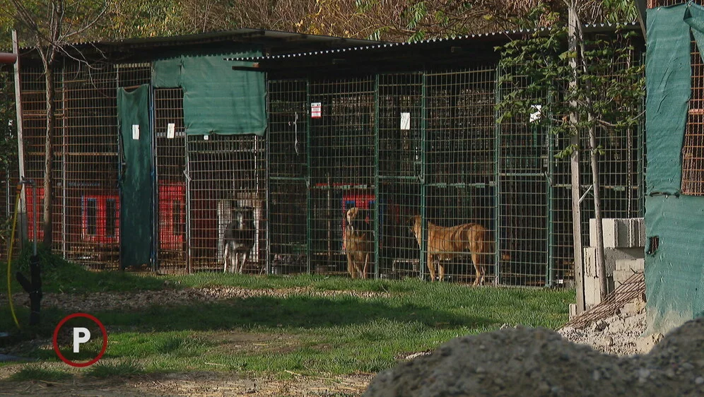 63201114-pas-iz-sklonista-za-zivotinje-cakovec