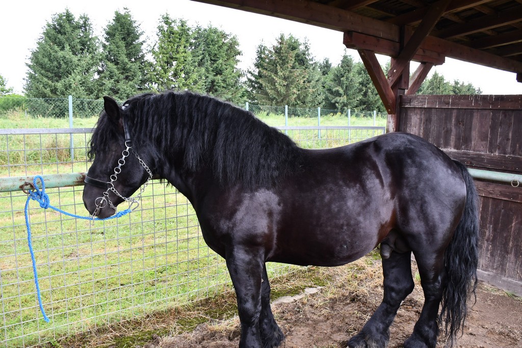 VIDEO I FOTO Međimurska škrinjica pokazala svo bogatstvo kraja med Murom i Dravom