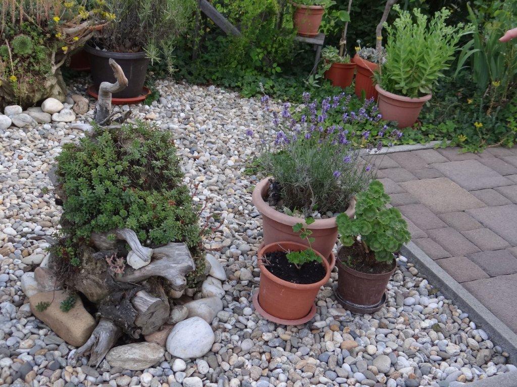 Biljno carstvo Vanje i Alena u Šenkovcu: Njihov vrt ‘Četiri godišnja doba’ mami poglede