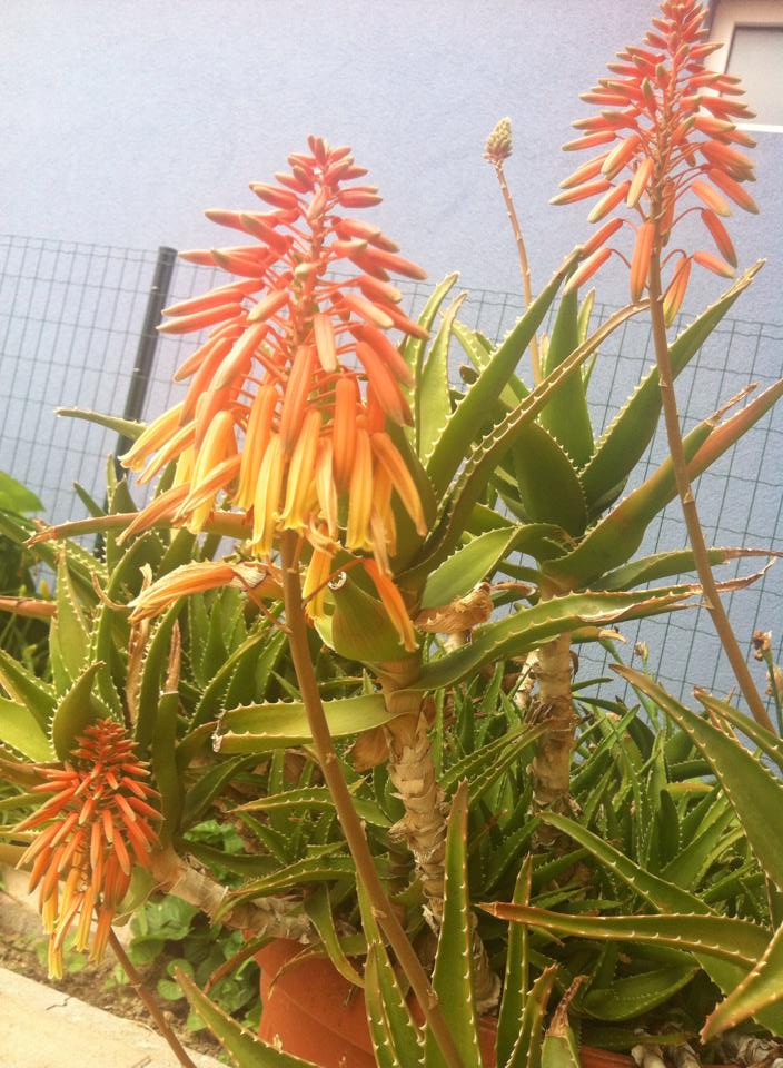 1140707086913295984444857285555