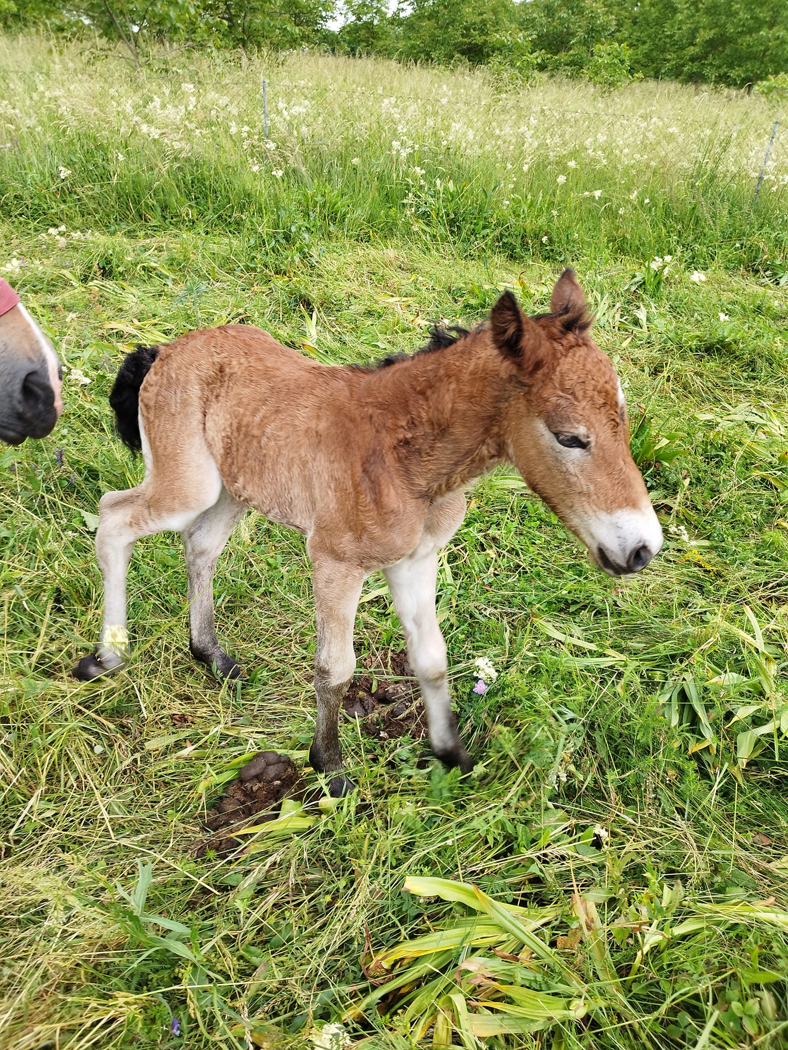 MEĐIMURSKI KONJ Predivna vijest iz Pribislavca, rodilo se ždrijebe Sena