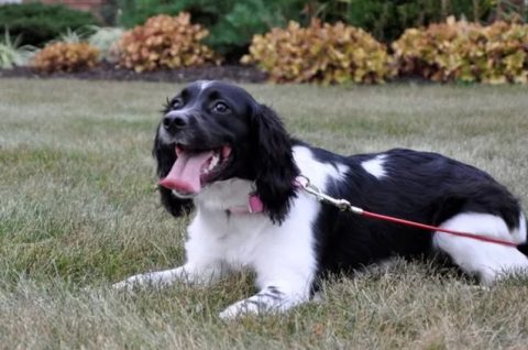 pas na povodcu grad Prelog