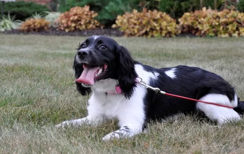 pas na povodcu grad Prelog