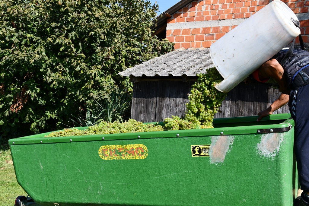 Vinarija Horvat, berba