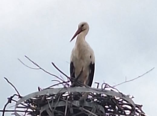 650785278_1596868311605805_5538232823543164542_n