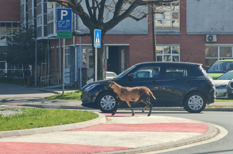 Koza Čakovec kod kružnog