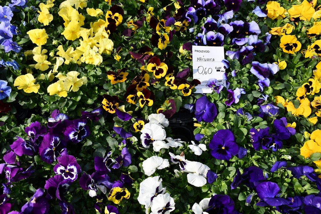 S dolaskom proljeća i toplijih dana živnuo je i čakovečki sajam