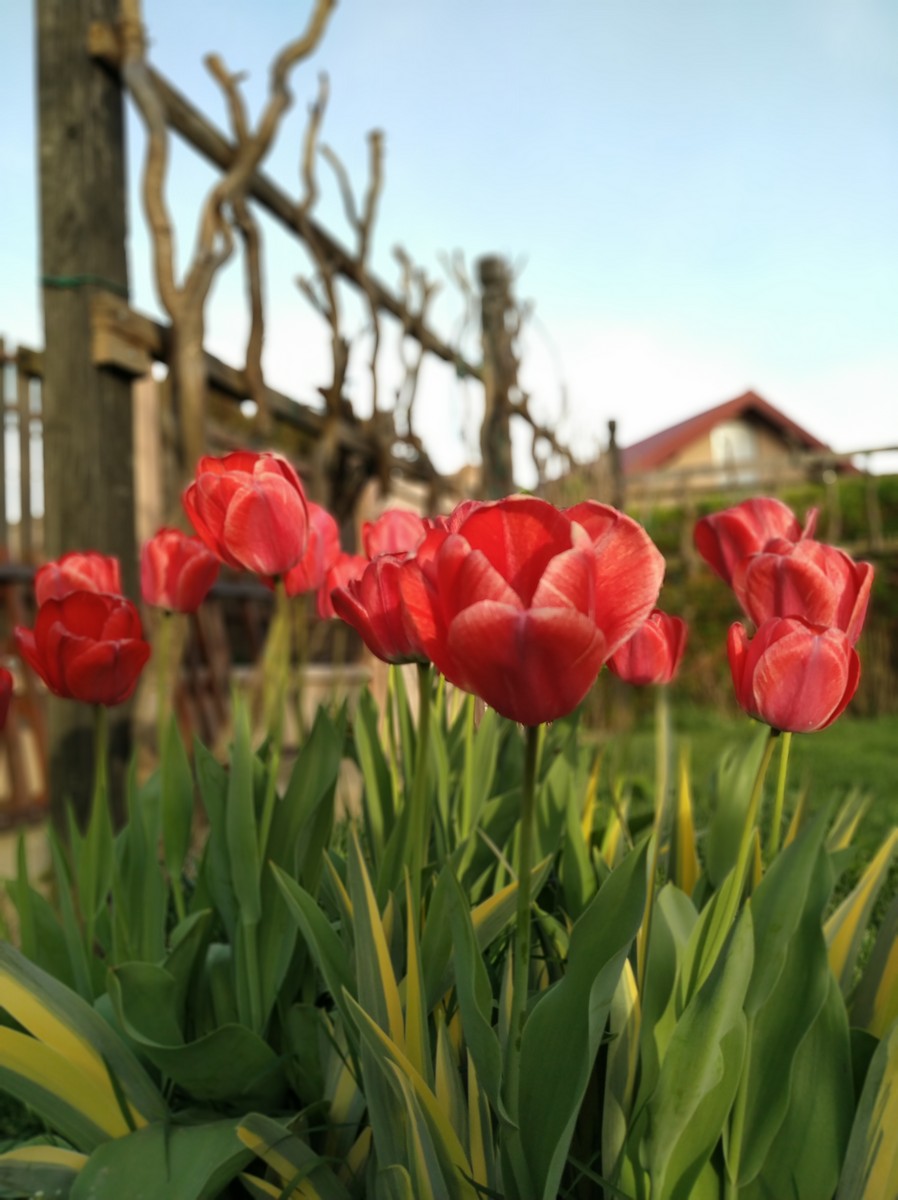 Dvorište Maje Mlakar