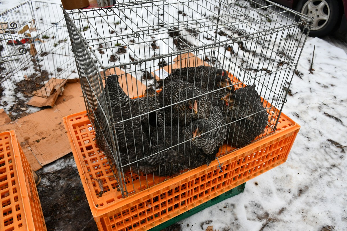 Sajam srijedom, čakovečki sajam, 24.1.