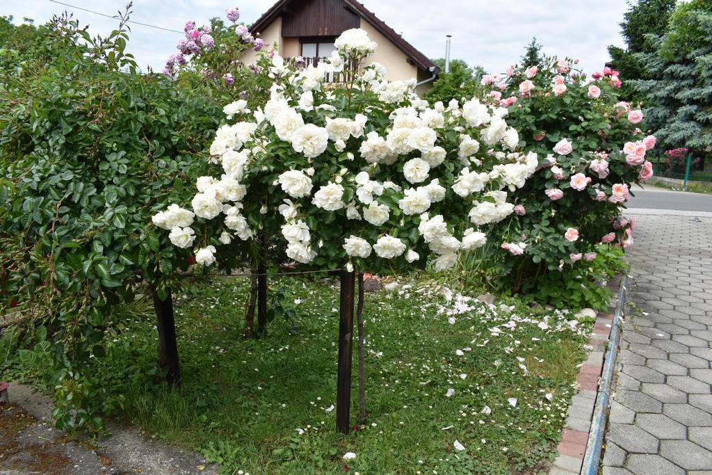 U RASKOŠNOM CVJETNJAKU ANE ŠAFARIĆ Miljenica mi je Ingrid Bergman