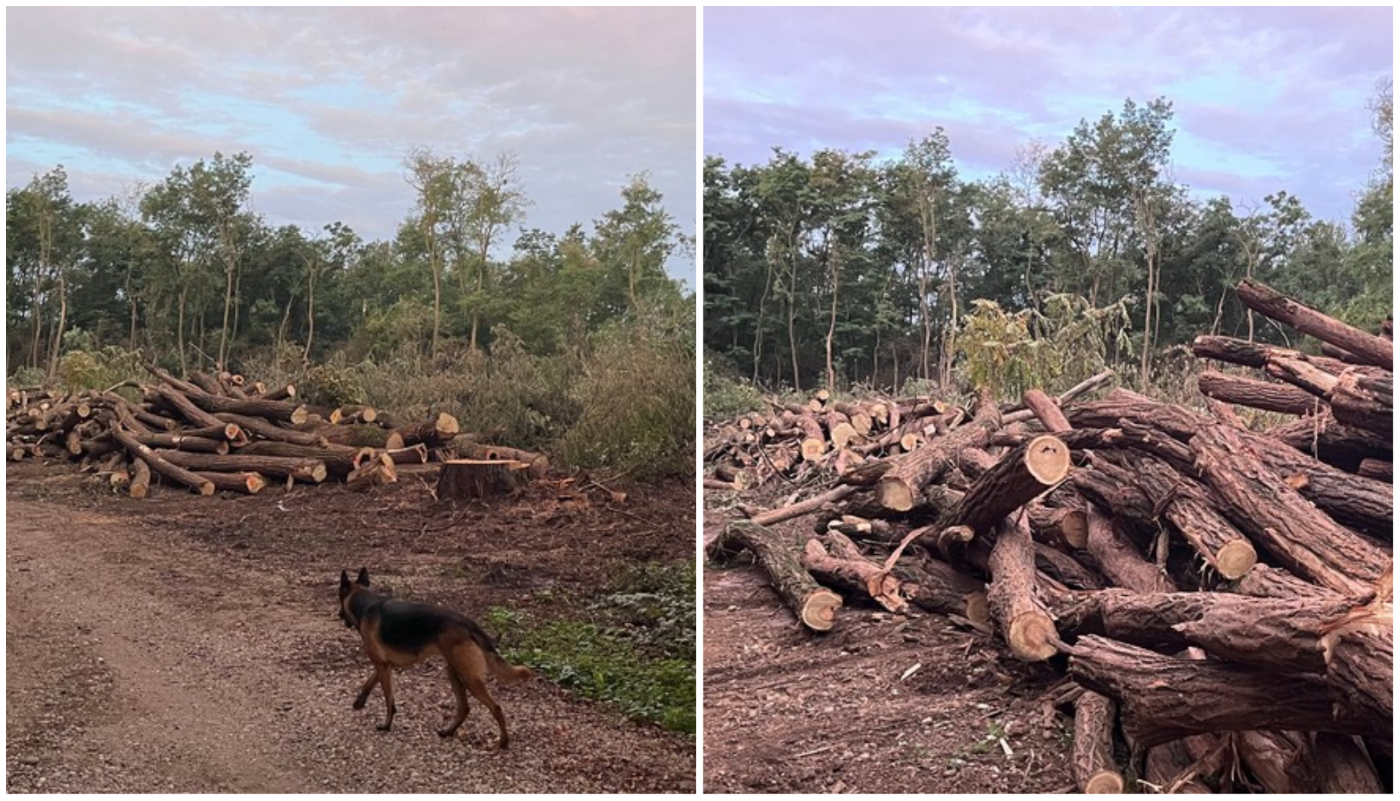 ‘GOLOSJEK’ STABALA Mještani se pitaju: Zbog čega se ruše stabla u ‘Martici’? Istražili smo, evo odgovora