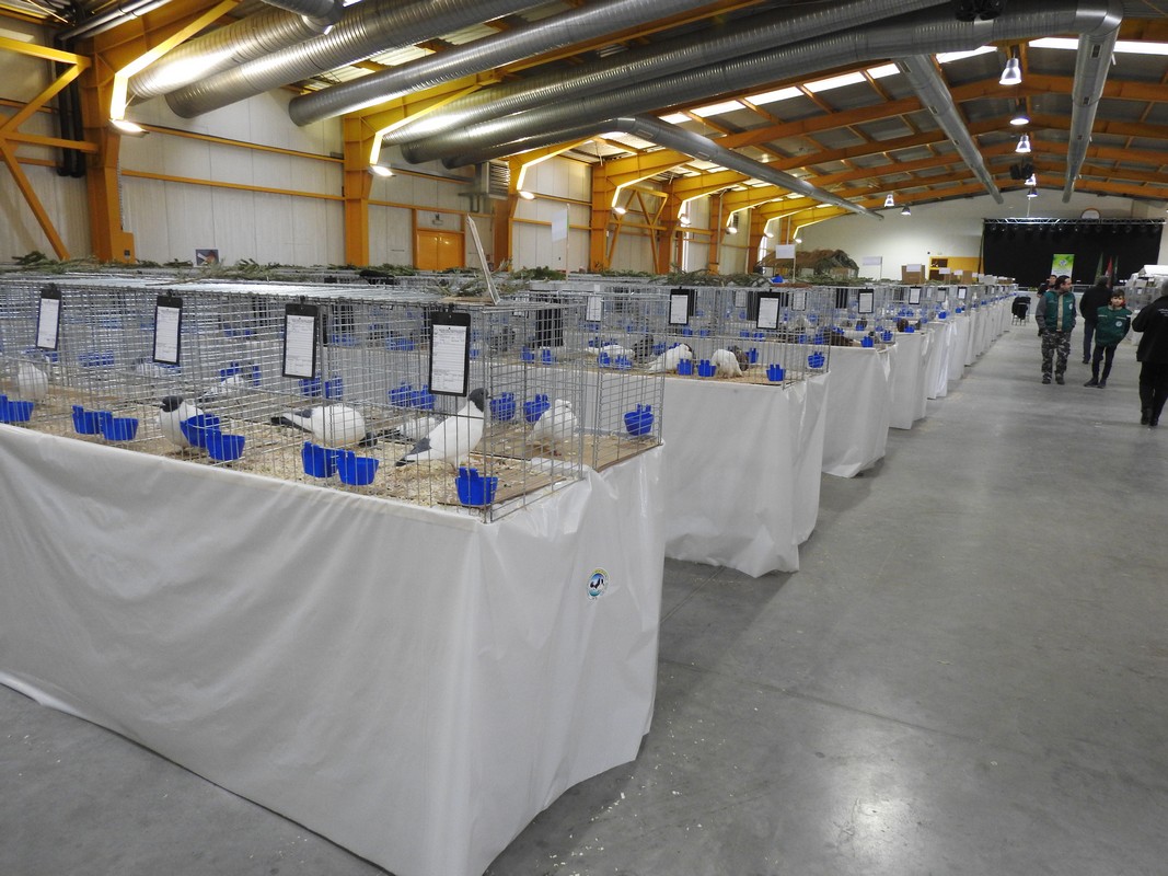 Izložba malih životinja, Mesap,