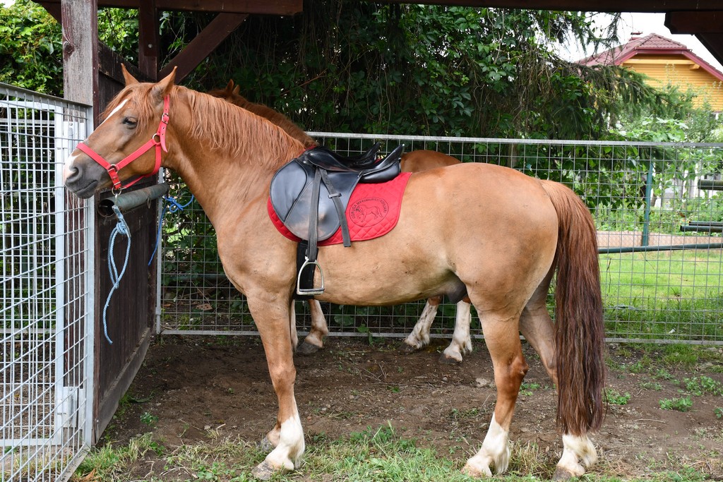 VIDEO I FOTO Međimurska škrinjica pokazala svo bogatstvo kraja med Murom i Dravom