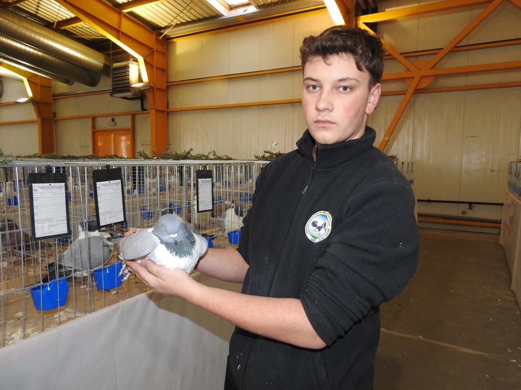 Izložba malih životinja, Mesap,