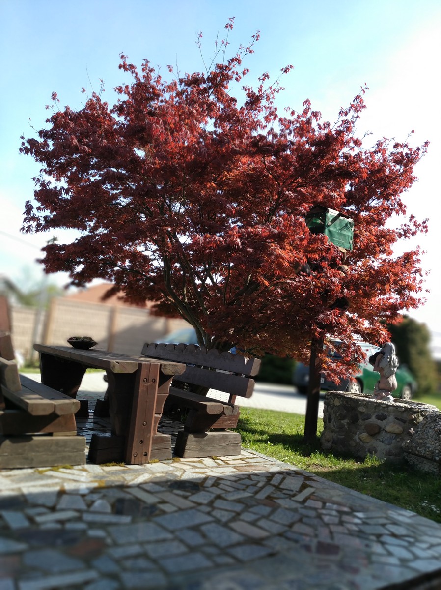 Dvorište Maje Mlakar