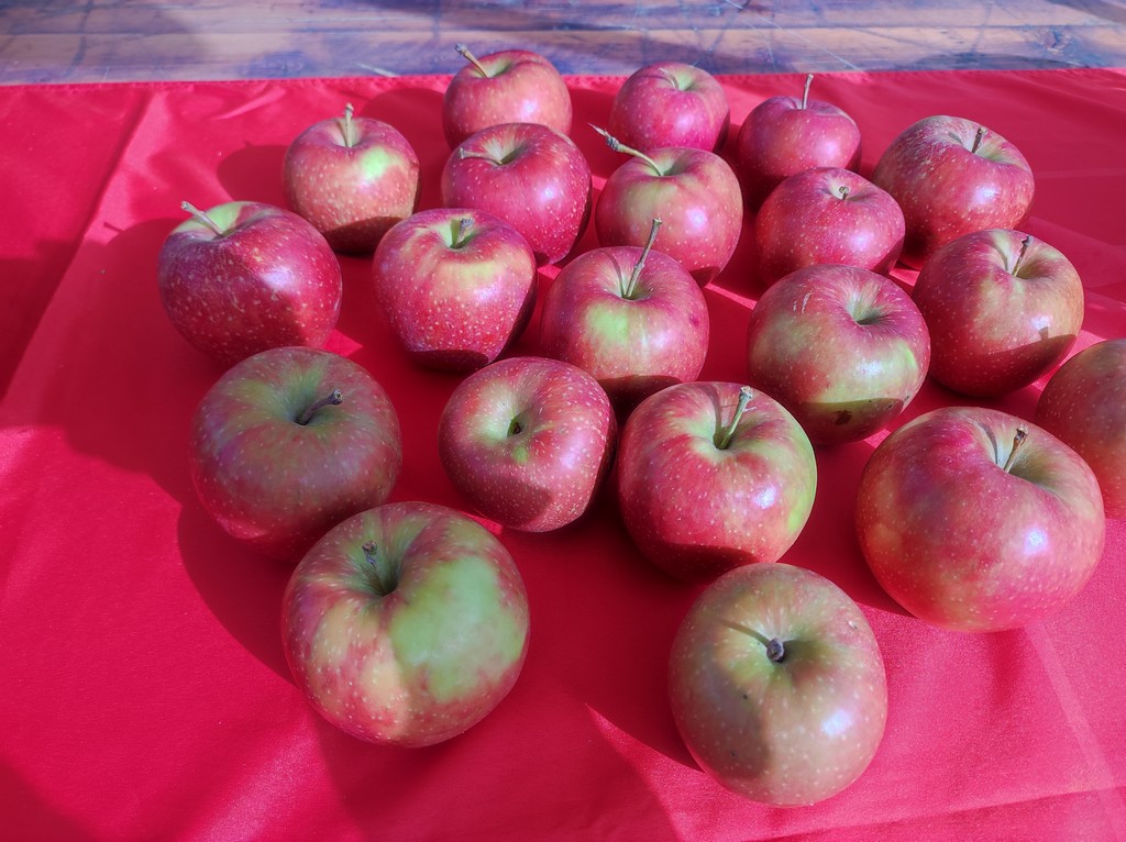 FORUM SENIORA SDP-A Osobe treće životne dobi ne smiju biti marginalizirane, izolirane i zaboravljene!