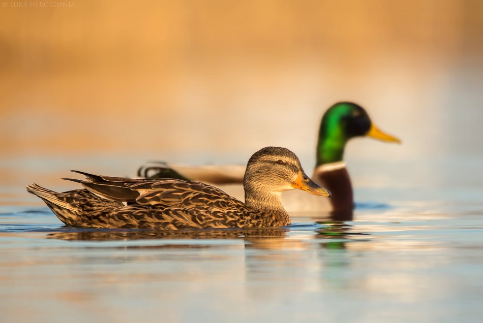 PRELOG Održana radionica o pticama našeg kraja