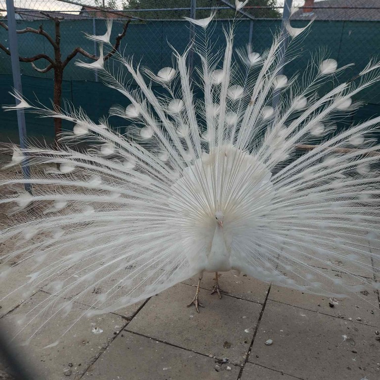 Denis Srnec – paunovi