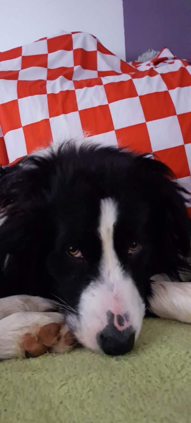 Vaši ljubimci u kockicama rastopili su nas i nasmijali – evo naših favorita