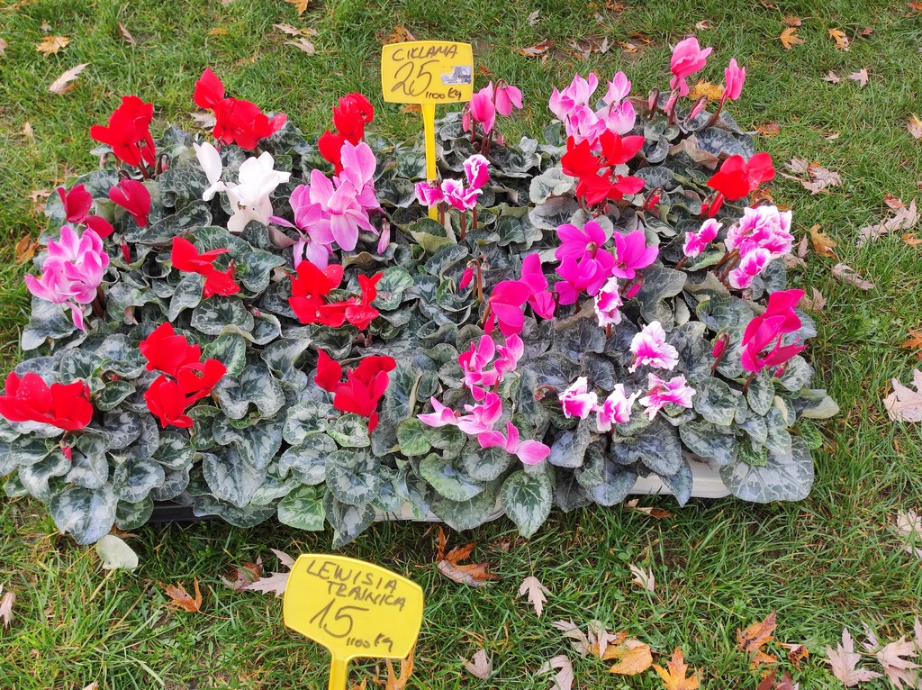 SAJAM SRIJEDOM Jeste li već probali meksički krastavac ili čajot?