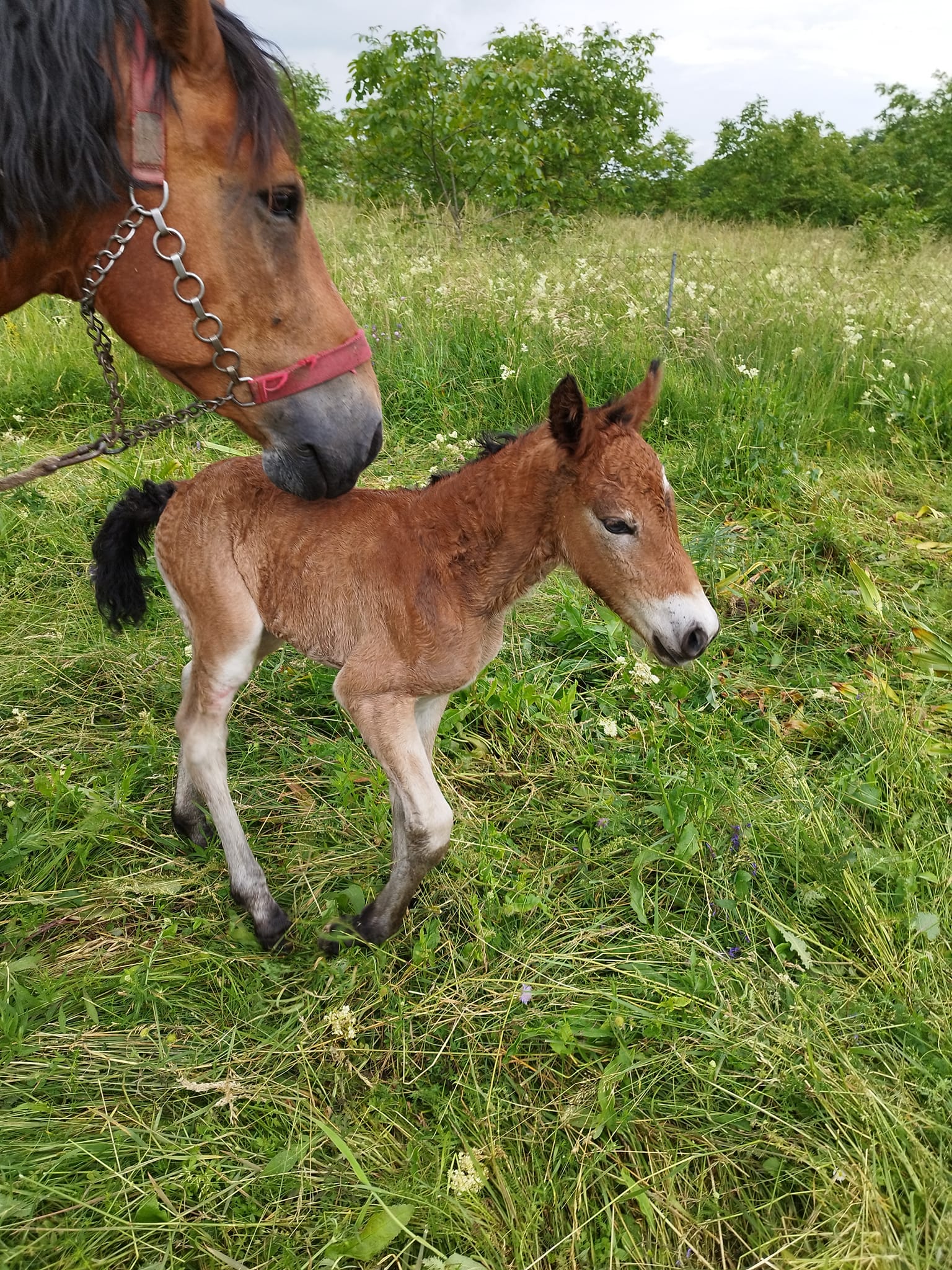 MEĐIMURSKI KONJ Predivna vijest iz Pribislavca, rodilo se ždrijebe Sena