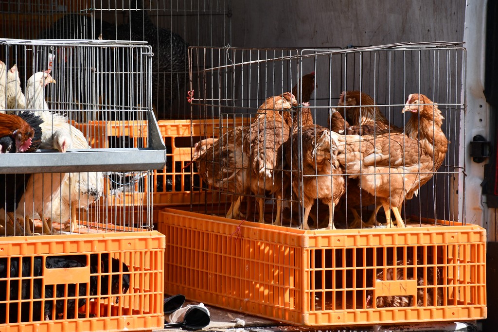S dolaskom proljeća i toplijih dana živnuo je i čakovečki sajam