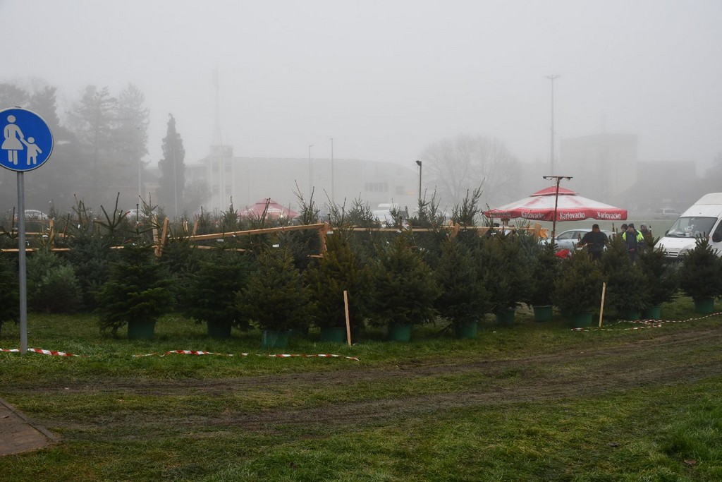 Ponuda božićnih drvaca