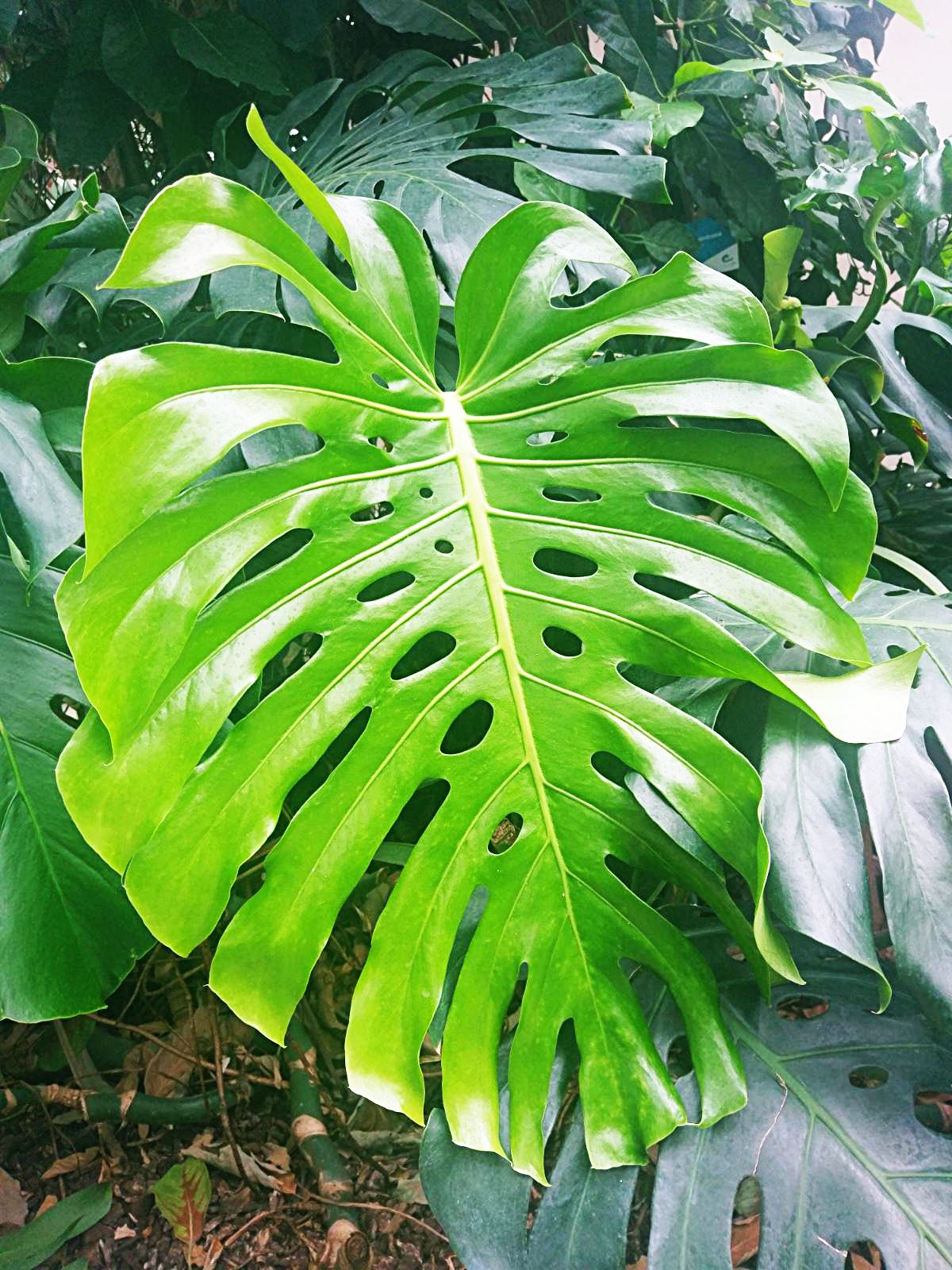 Image 5818407 (auto)