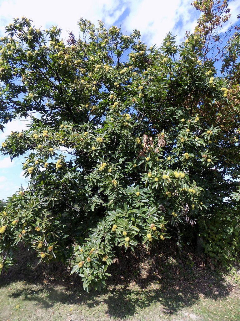 Prekrasne scene u prirodi: Kasno ljeto u gornjem Međimurju
