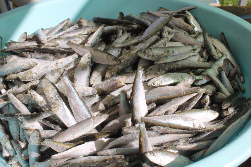 Humanitarna podjela ribica u Nedelišću