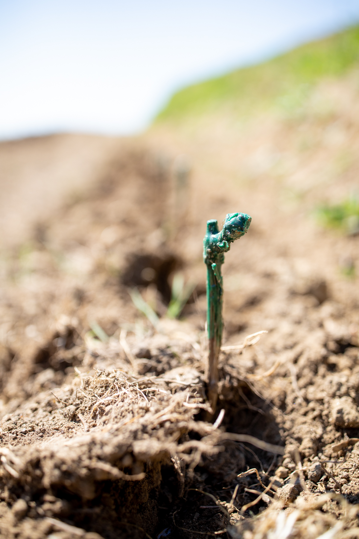 Vinarija Štampar na Mađerkinom bregu zasadila 14 tisuća čokota Pušipela