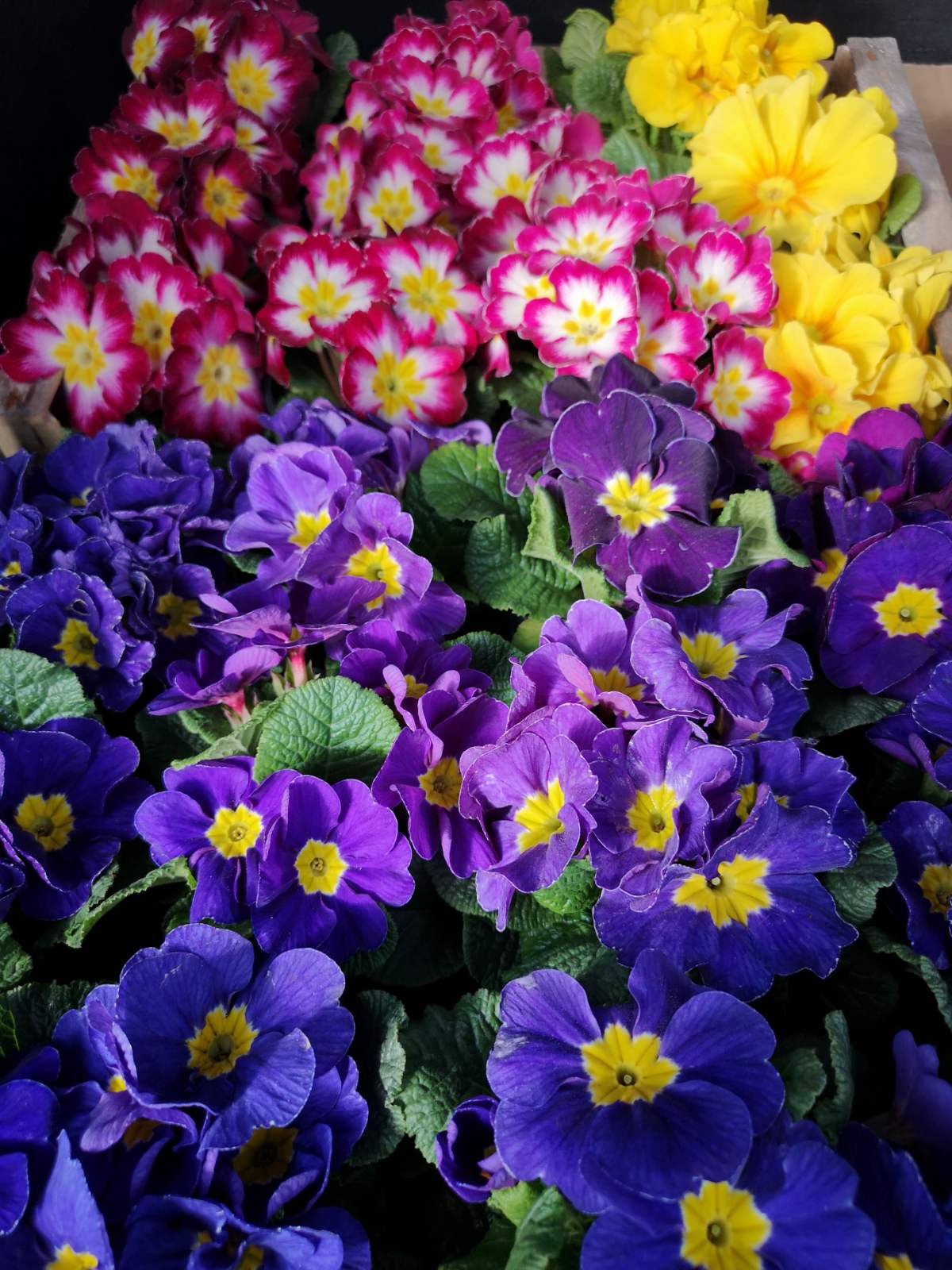 Reformisti Međimurja obilježili Dan žena