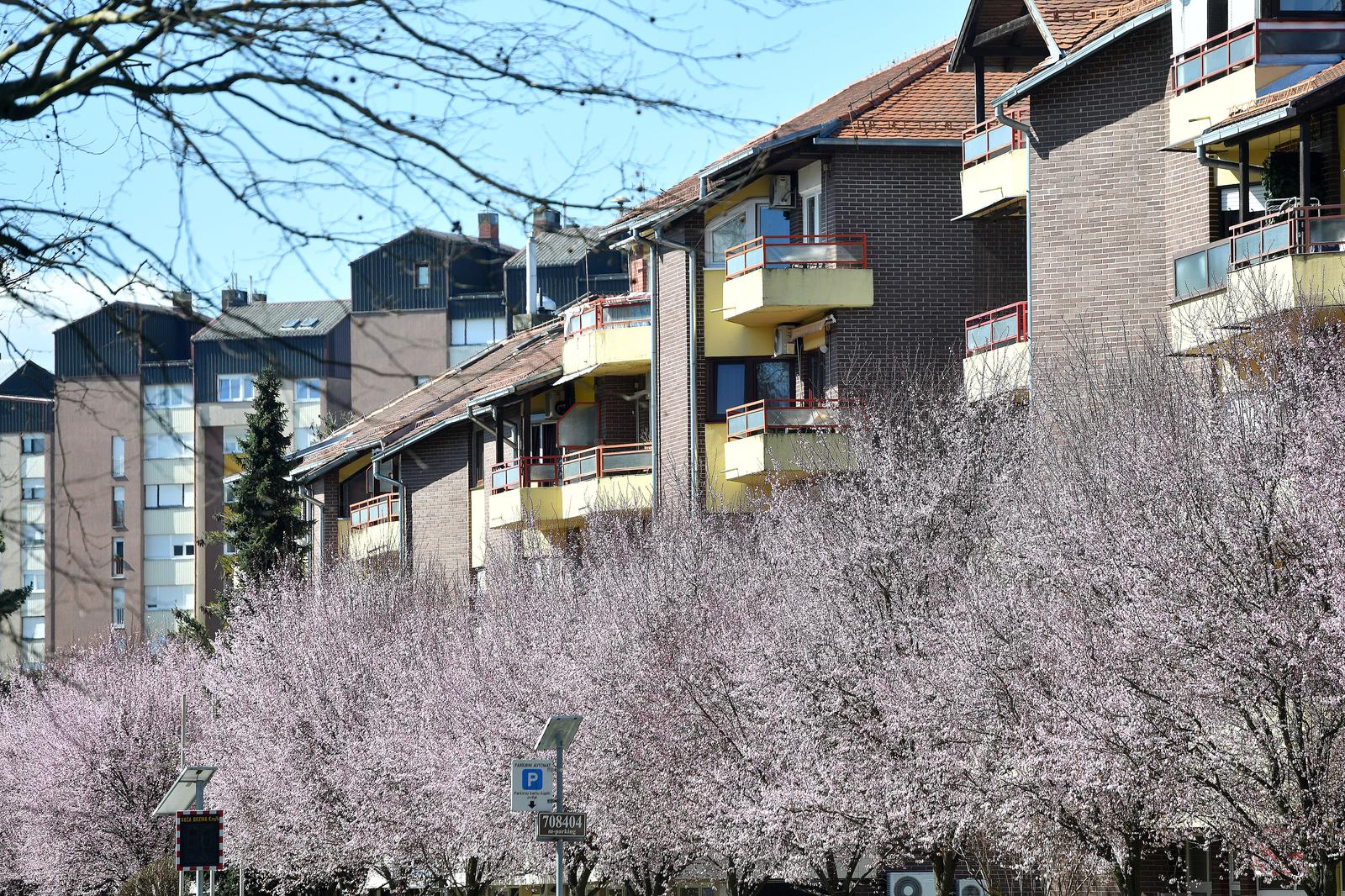 Japanske trešnje u Čakovcu