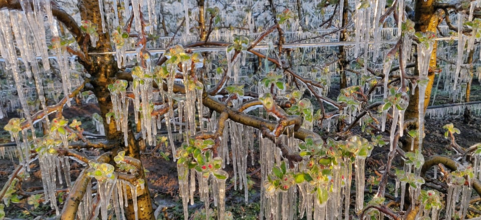Međimurski voćar Marko Kudec protiv mraza se bori orošavanjem