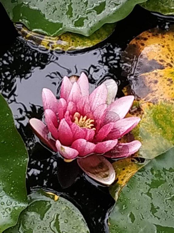 Biljno carstvo Vanje i Alena u Šenkovcu: Njihov vrt ‘Četiri godišnja doba’ mami poglede