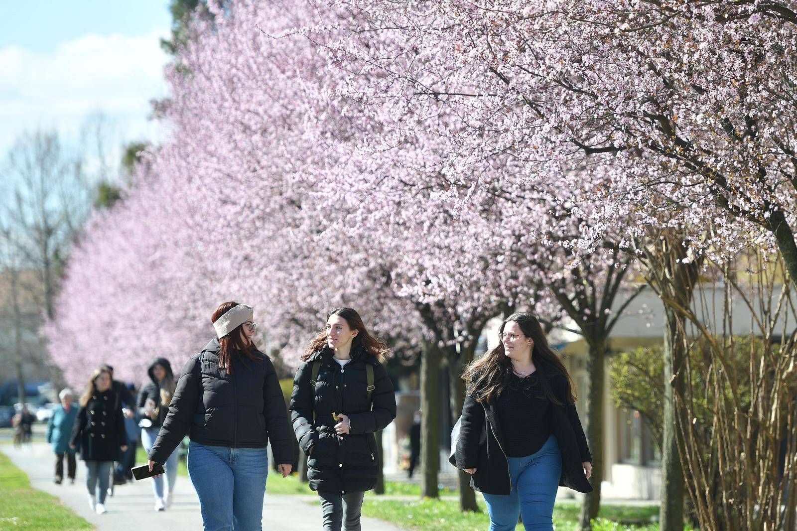 Japanske trešnje u Čakovcu