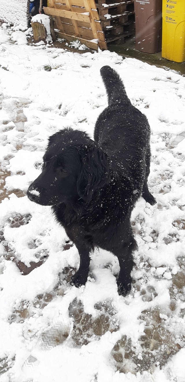 Kućni ljubimci vole snijeg