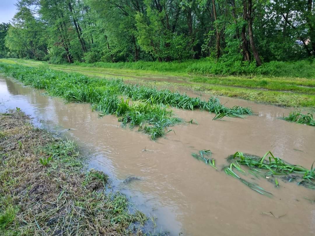 belica borščak izlio se