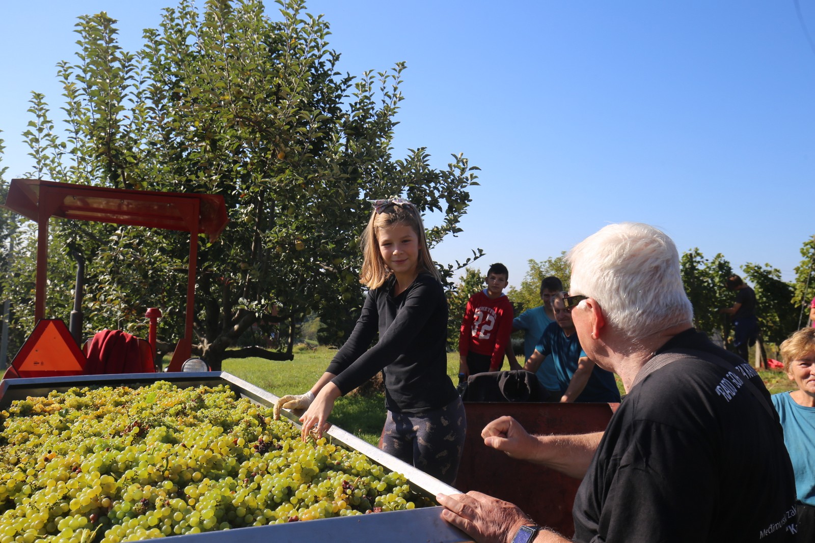 ‘Radio gorice za Katružu’: Tradicionalna humana berba po međimurskim bregima