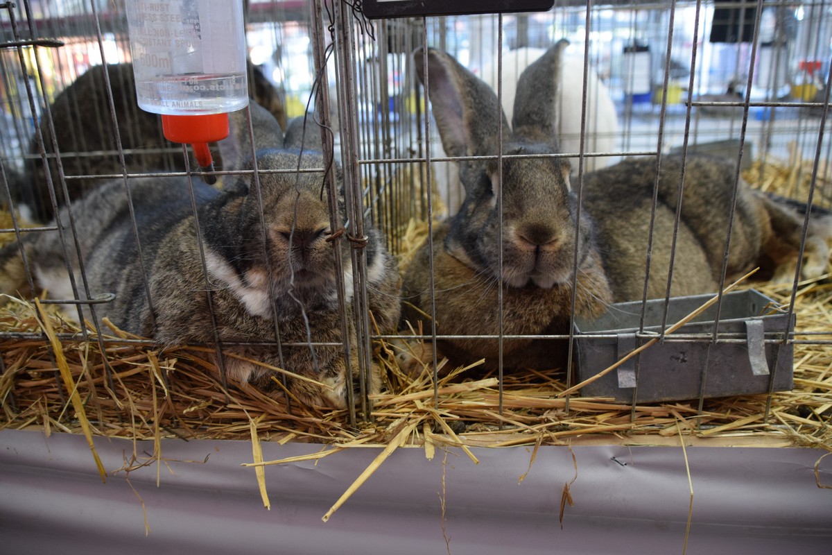 DONJA DUBRAVA Brojni posjetitelji razgledali rekordan broj eksponata na Državnoj izložbi malih životinja DONJA DUBRAVA Brojni posjetitelji razgledali rekordan broj eksponata na Državnoj izložbi malih životinja